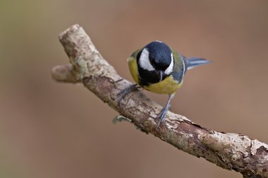 büyük baştankara parus major