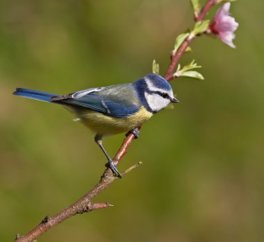 Blue tit, Parus caeruleus clipart