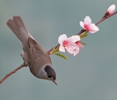 Blackcap, Sylvia atricapilla clipart