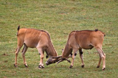 Two eland fighting clipart