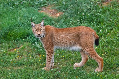 Lynx pardinus clipart