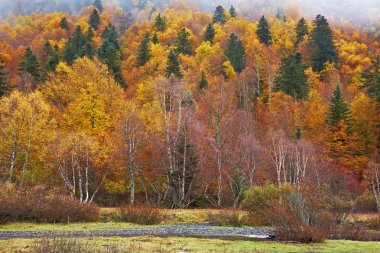 Mountain river in autumn clipart