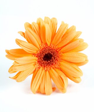 Daisy on white background clipart