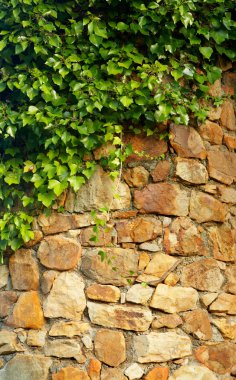 Ivy climbing the old wall clipart