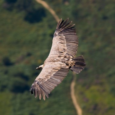 Vulture in flight clipart