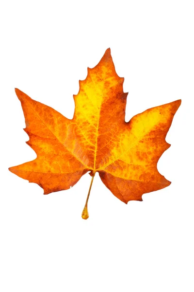 One maple leaf — Stock Photo, Image