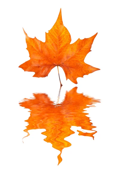 Maple leaf tükrözi — Stock Fotó
