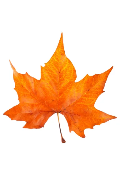 One maple leaf — Stock Photo, Image