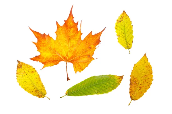 Assortment of leaves — Stock Photo, Image