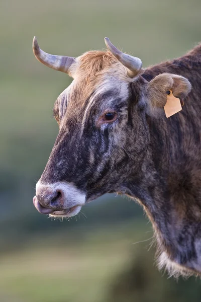 Koe portret — Stockfoto