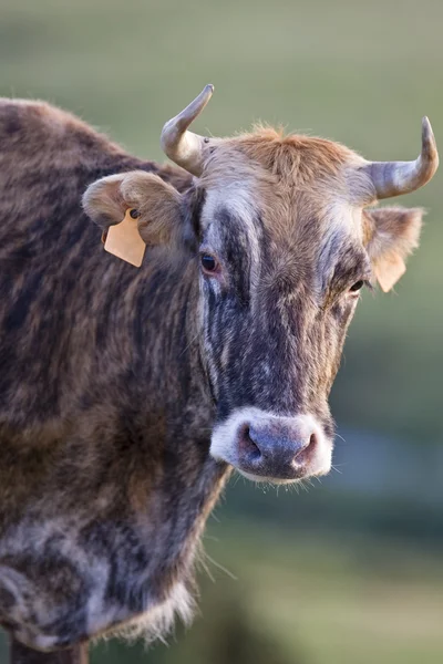 Αγελάδα πορτρέτο — Φωτογραφία Αρχείου