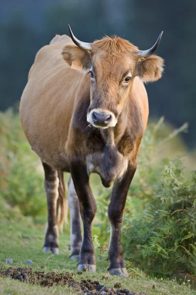 Корова стоит на размытом фоне. Мелкая глубина резкости — стоковое фото