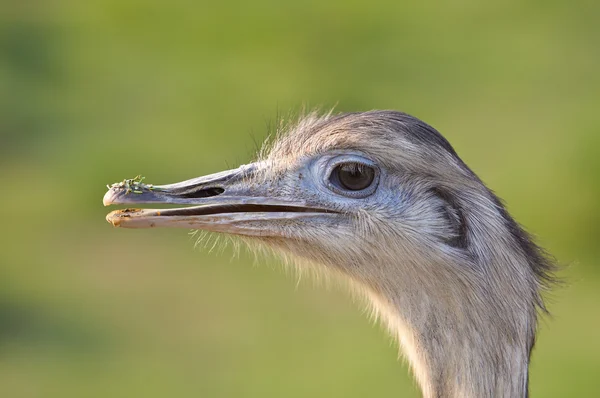 Ostrich portrait — Stock Photo, Image