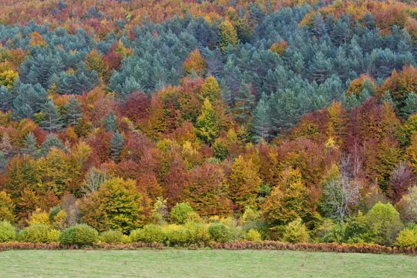 Autumn colors in the forest — Stock Photo, Image