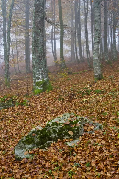 Färger i dimmigt hösten — Stockfoto