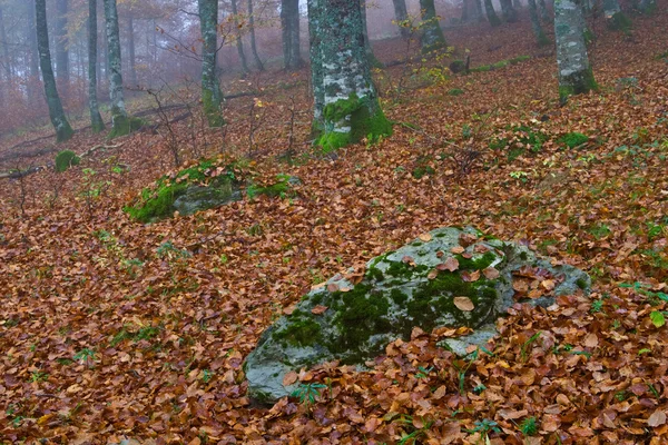 Kolory w mglisty jesienny — Zdjęcie stockowe