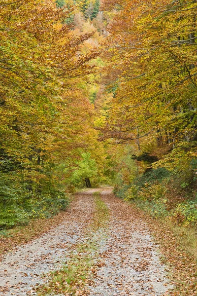 Estrada solitária para a floresta — Fotografia de Stock