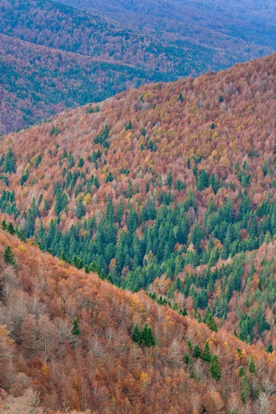 Φθινοπωρινά χρώματα στο δάσος — Φωτογραφία Αρχείου