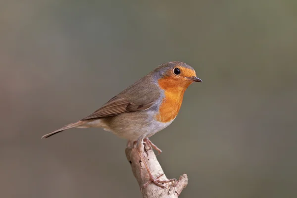 European robin — Stock Photo, Image