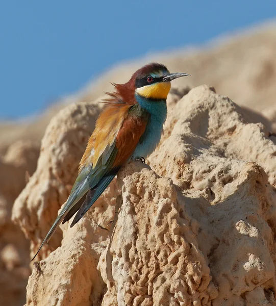 European bee-eater — Stock Photo, Image