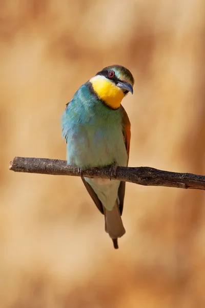 European bee-eater on a branch — Stock Photo, Image