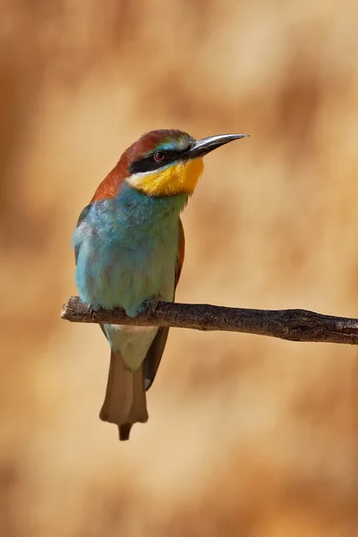 European bee-eater on a branch — Stock Photo, Image