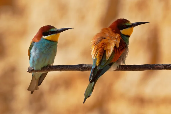 Avrupa arı kuşugiller Çift Dal — Stok fotoğraf