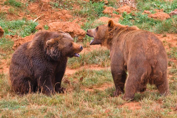 Des ours bruns se battent — Photo