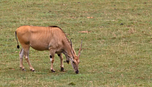 Eland, oryx de taurotragus —  Fotos de Stock