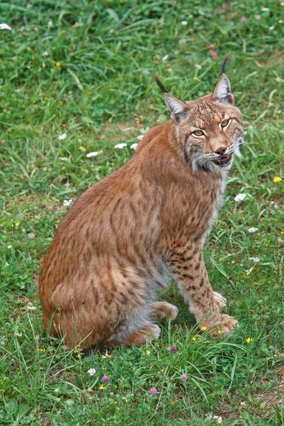 Lynx pardinus — Stockfoto