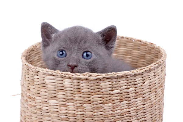 子猫バスケット — ストック写真