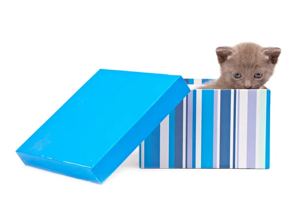 Caixa com gatinho — Fotografia de Stock