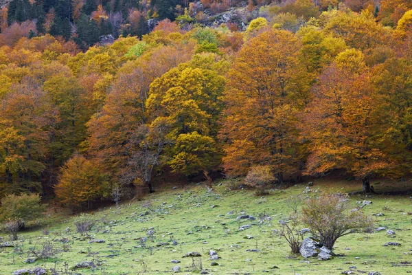 Herfst kleuren in het bos — Stockfoto