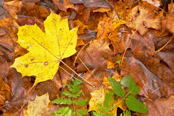 Colorful autumn background — Stock Photo, Image
