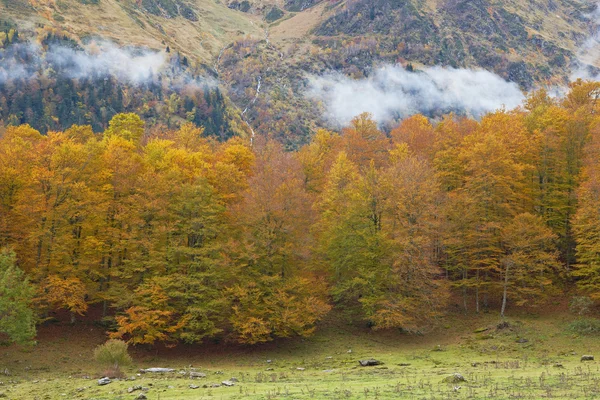 Осенние цвета — стоковое фото