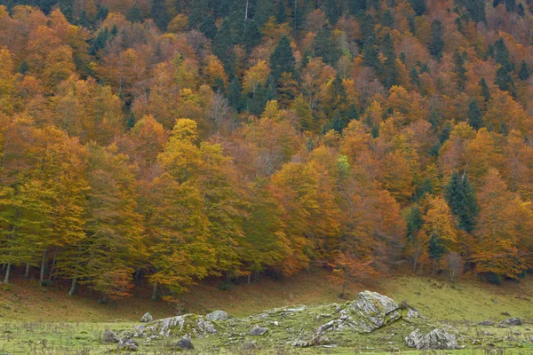 Ormanda sonbahar renkleri — Stok fotoğraf