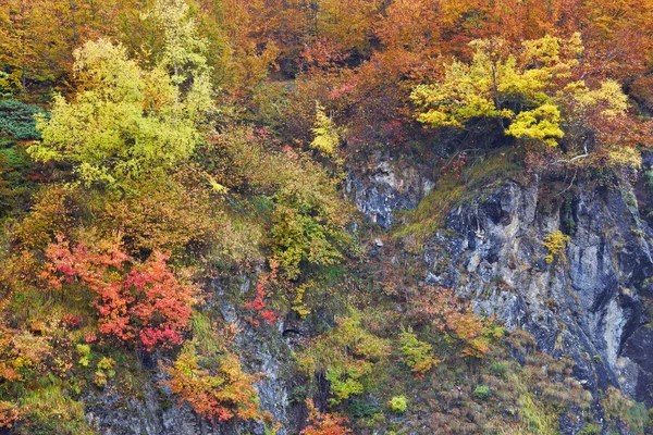 Colores otoñales en el bosque —  Fotos de Stock