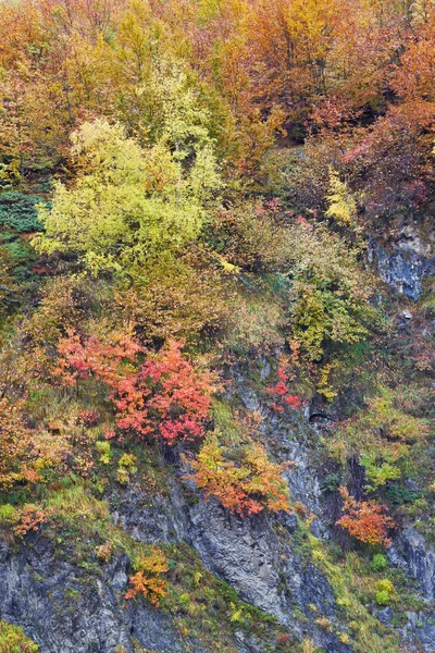 Couleurs d'automne dans la forêt — Photo