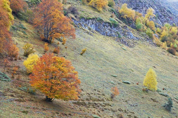Cores de outono na floresta — Fotografia de Stock