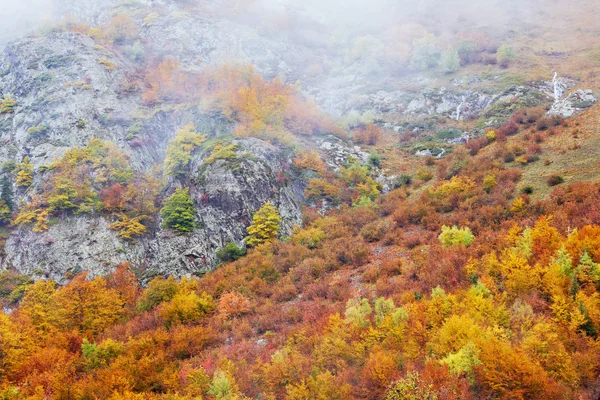 Autumn colors — Stock Photo, Image