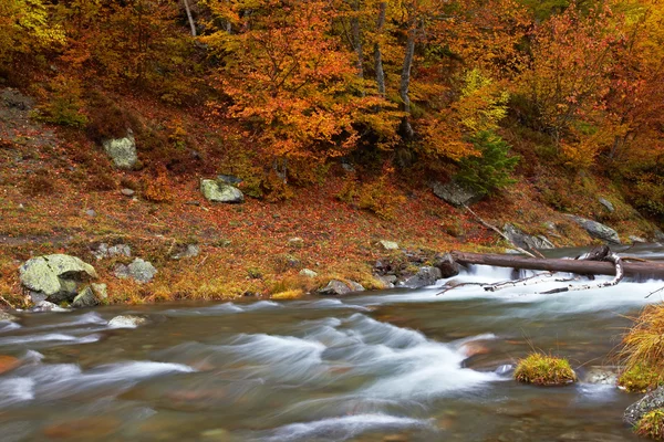 秋の小川 — ストック写真