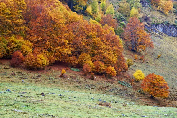 Herbstliche Farben im Wald — Stockfoto