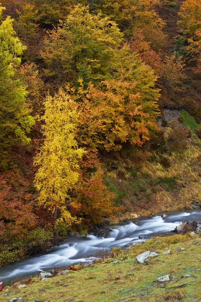 秋の小川 — ストック写真