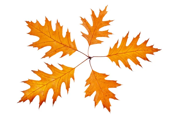 五个秋天的树叶 — 图库照片