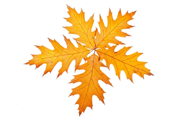 五个秋天的树叶 — 图库照片