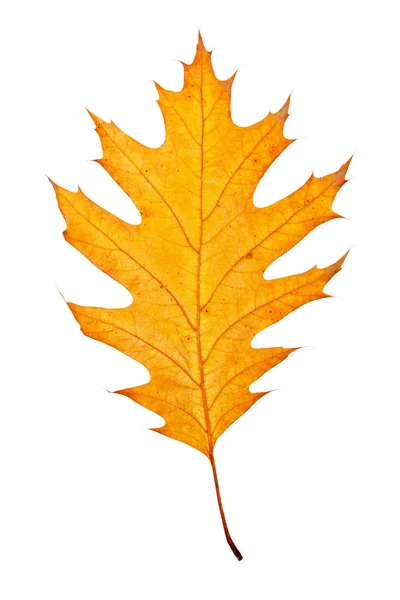 Jeden podzimní listí — Stock fotografie