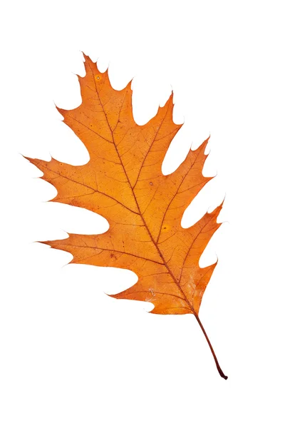 Jeden podzimní listí — Stock fotografie