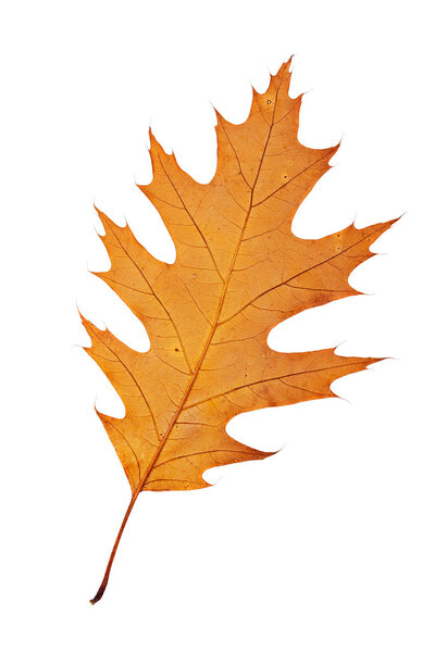 One autumn leaf
