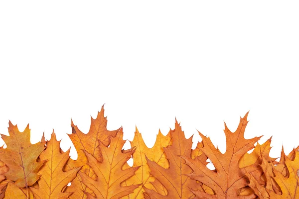 Autumn border — Stock Photo, Image