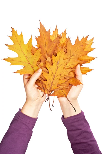 Holding a bunch of leaves — Stock Photo, Image